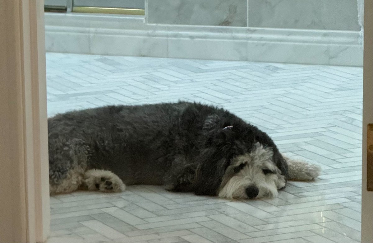 Alfie, a fluffy dark grey dog with a white muzzle, sleeping on a marble floor